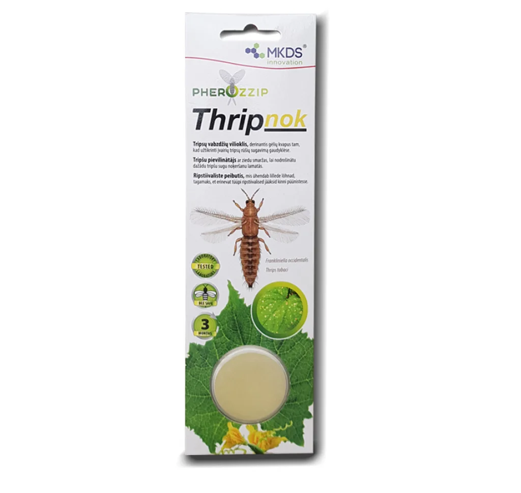 Thripnok tripside tõrje peibutis kinnitatuna liimpüünisele kasvuhoones