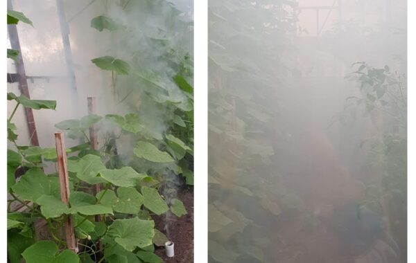 SMOG garlic suitsuküünal - Image 2